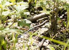 Plestiodon finitimus