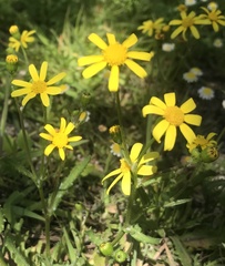 Senecio littoreus