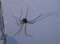 Pantopsalis albipalpis