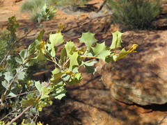 Grevillea wickhamii
