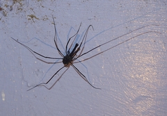 Pantopsalis albipalpis