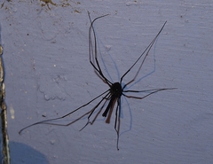 Pantopsalis albipalpis