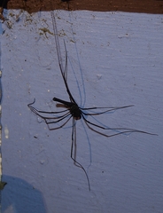 Pantopsalis albipalpis