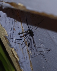 Pantopsalis albipalpis