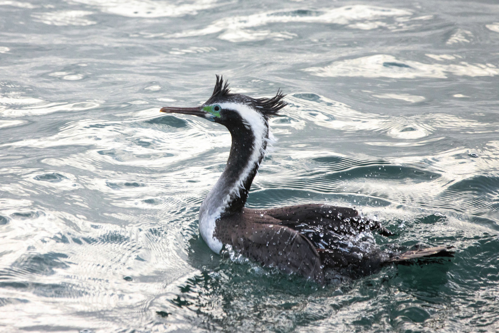 Spotted Shag photo