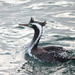 Spotted Shag - Photo (c) Oscar Thomas, some rights reserved (CC BY-NC-ND), uploaded by Oscar Thomas