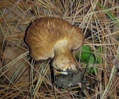 Cortinarius flavescentipes