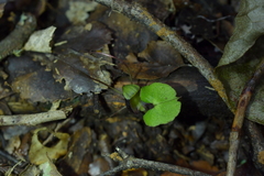 Corybas hypogaeus