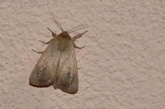 Sesamia nonagrioides