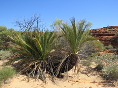 Macrozamia macdonnellii