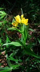 Cephalanthera falcata