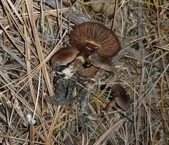 Cortinarius pilatii