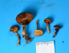 Cortinarius pilatii