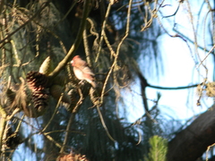 Carpodacus erythrinus