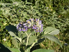 Solanum mauritianum