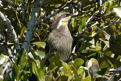 Gavicalis fasciogularis