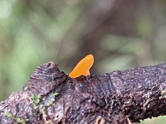 Dicephalospora rufocornea