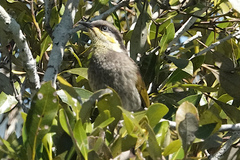 Gavicalis fasciogularis