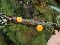 Dicephalospora rufocornea