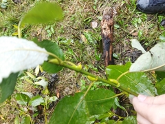 Salix caprea