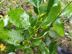 Salix caprea