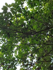 Pellacalyx yunnanensis