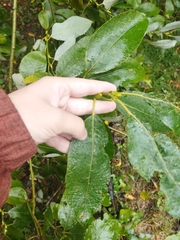 Salix caprea