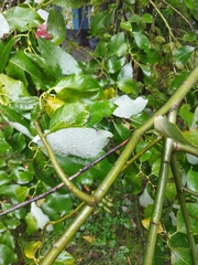 Salix caprea
