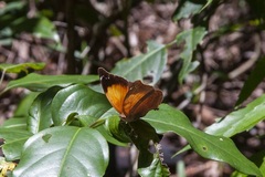 Doleschallia bisaltide australis