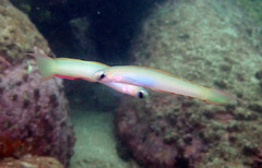 Ptereleotris monoptera