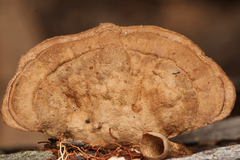 Fungi