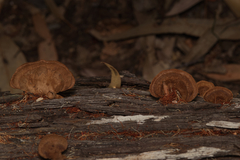 Fungi