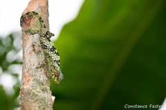 Ituri Forest Chameleon photo 4