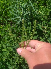 Lepidium densiflorum