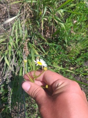 Tripleurospermum inodorum