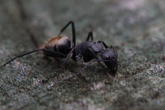 Camponotus aeneopilosus