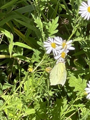 Gonepteryx aspasia niphonica