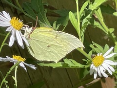 Gonepteryx aspasia niphonica