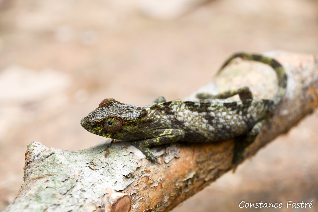 Ituri Forest Chameleon