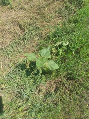 Cyclachaena xanthiifolia