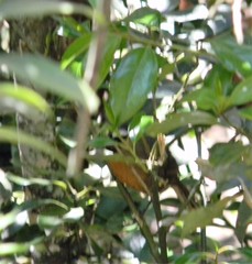 Montecincla cachinnans