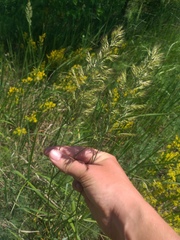 Calamagrostis epigejos