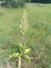 Verbascum lychnitis