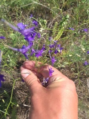 Delphinium consolida