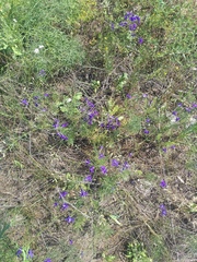 Delphinium consolida