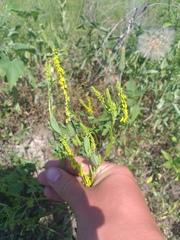 Melilotus officinalis