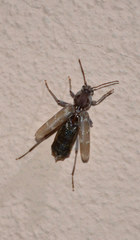 Xylotrechus stebbingi