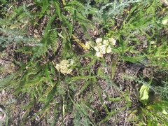 Achillea setacea