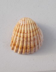 Acanthocardia tuberculata