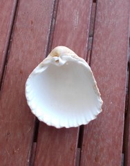 Acanthocardia tuberculata